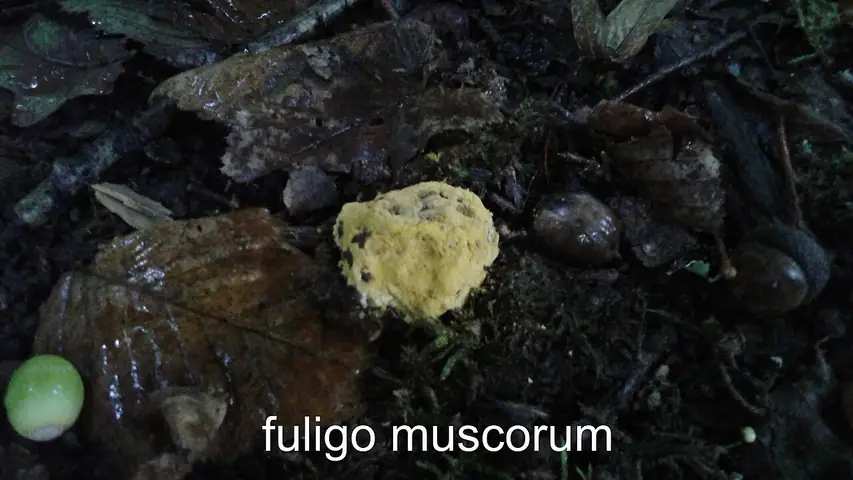 Wykwit drobny (Fuligo muscorum)