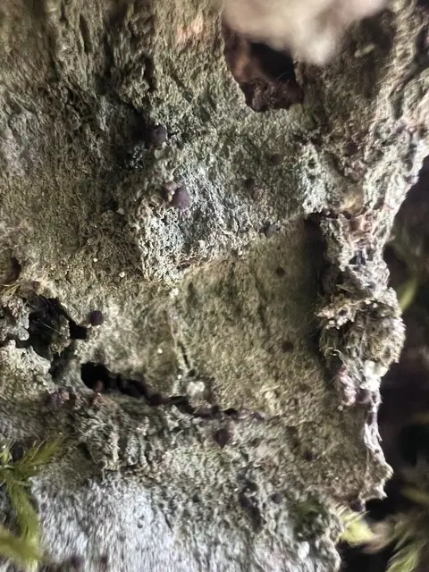 Wyprószek czworaczek (Biatora tetramera)