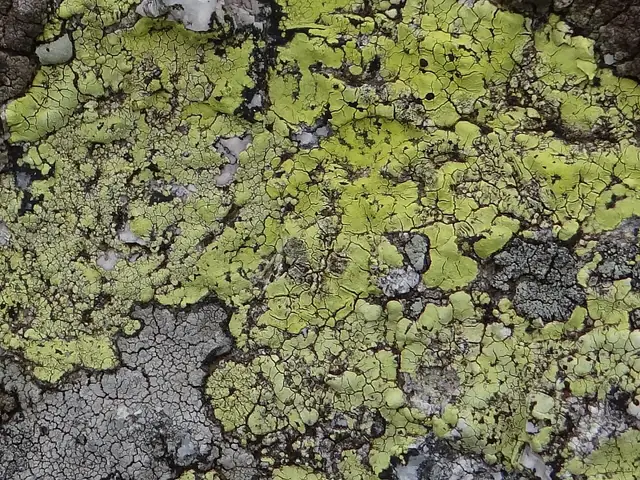 Wzorzec alpejski (Rhizocarpon alpicola)