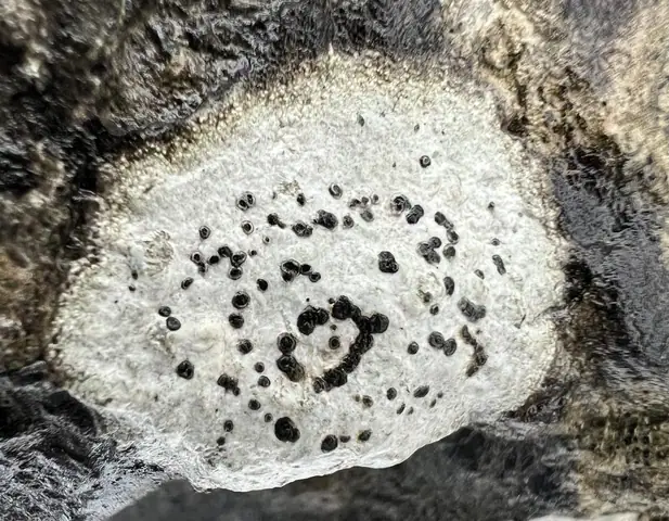 Wzorzec białawy (Rhizocarpon umbilicatum)