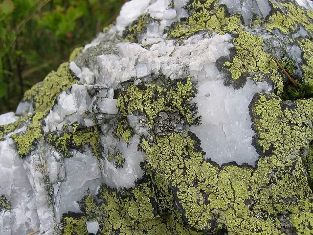 Wzorzec geograficzny (Rhizocarpon geographicum)