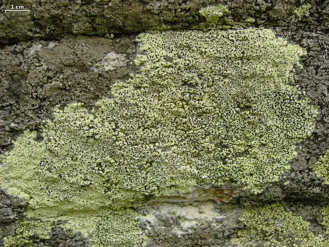 Wzorzec misecznicowaty (Rhizocarpon lecanorinum)