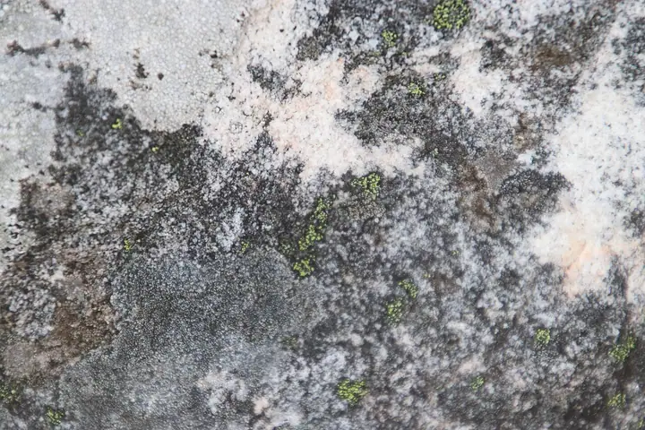 Wzorzec zielonoczarny (Rhizocarpon viridiatrum)