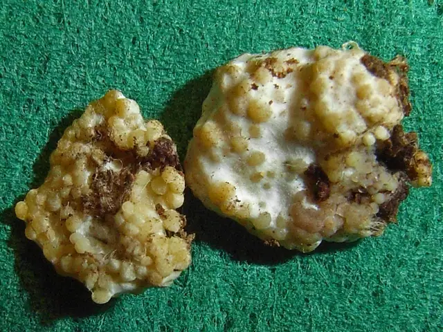 Youngiomyces multiplex