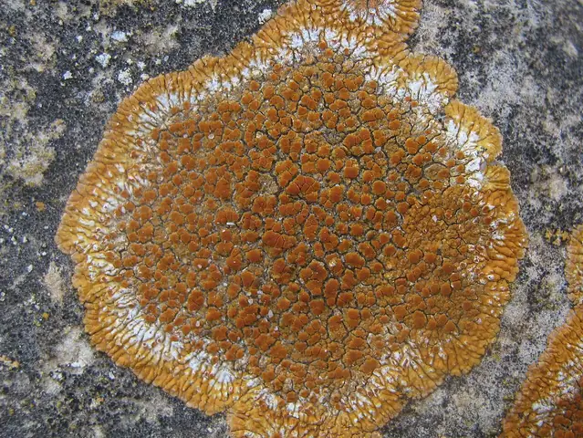 Żabczyk żółciejący (Variospora flavescens)