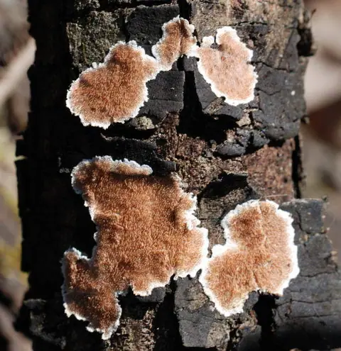 Ząbkowiec ochrowy (Steccherinum ochraceum)