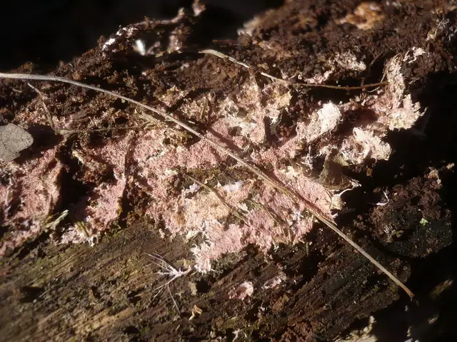 Ząbkowiec strzępiasty (Steccherinum fimbriatum)