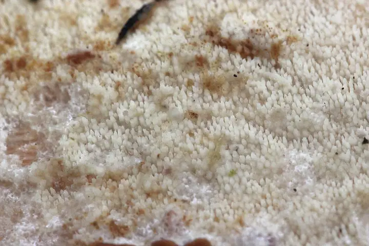 Ząbkówka gwiazdkowatokryształkowa (Resinicium bicolor)