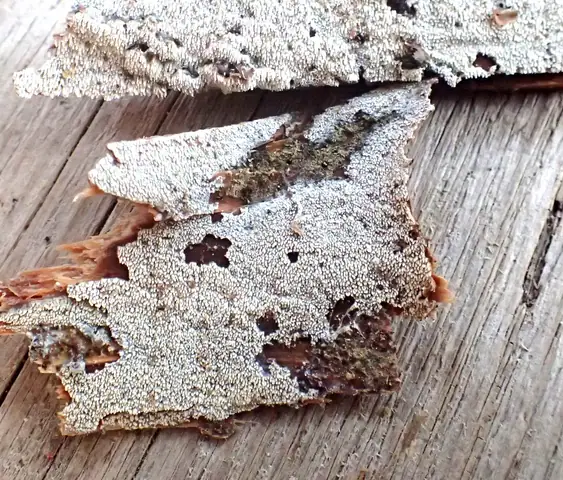 Ząbkówka kolczasta (Resinicium pinicola)