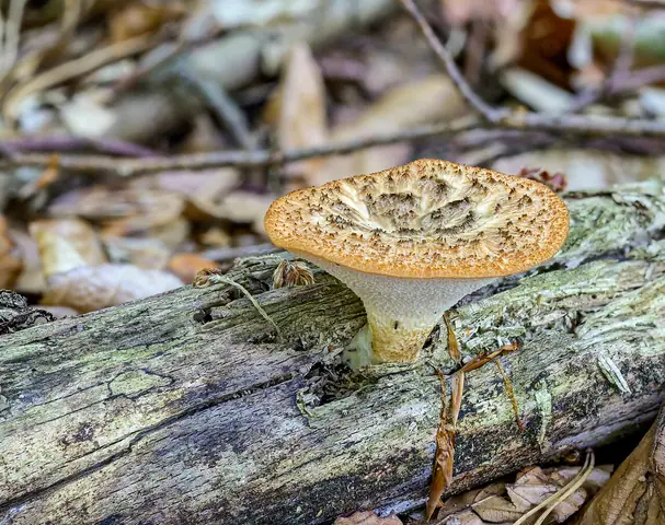 Żagiew guzowata (Polyporus tuberaster)