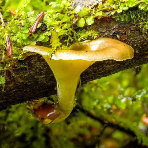 Żagiew kasztanowa (Picipes badius)