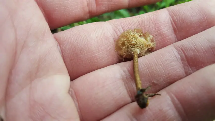 Żagiew korzonkowa (Polyporus rhizophilus)