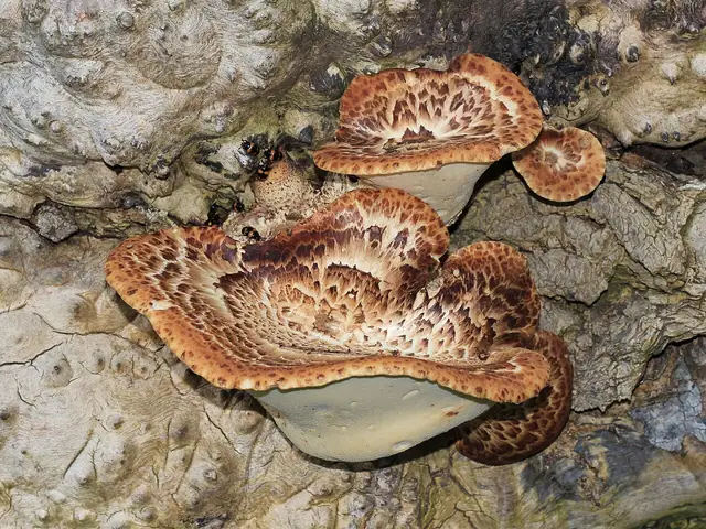 Żagiew łuskowata (Polyporus squamosus)