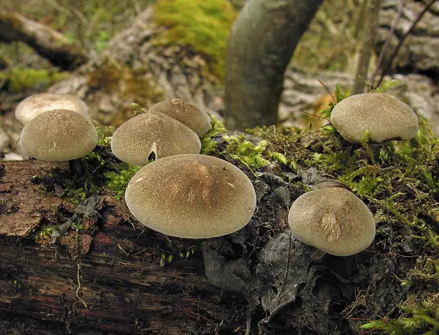 Żagiew orzęsiona (Polyporus ciliatus)