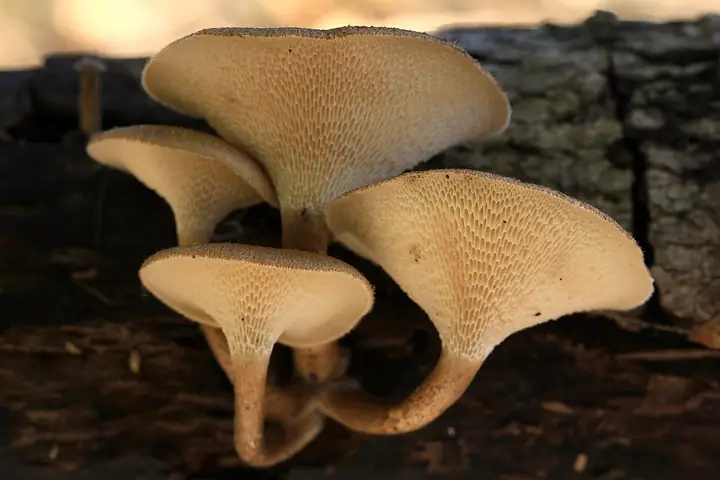 Żagiew włosistobrzega (Polyporus arcularius)