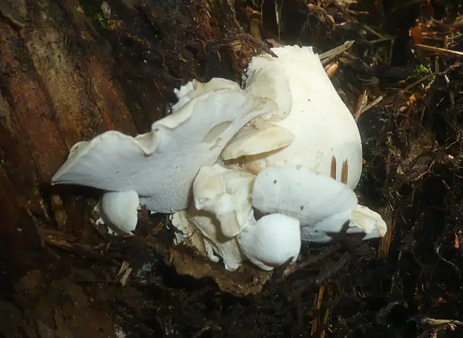 Żagiewnik kościsty (Osteina obducta)