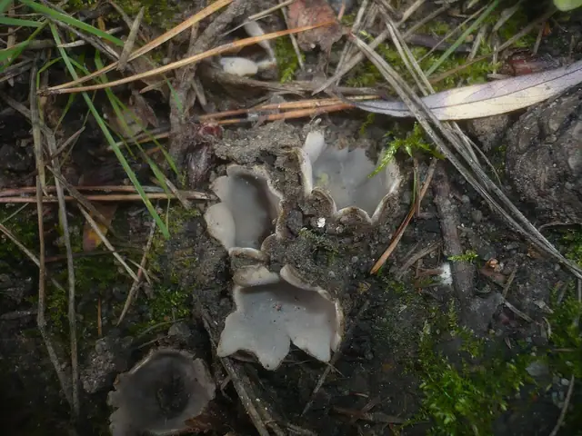 Zagrzebka piaskowa (Geopora arenicola)