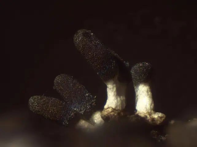 Żałobnia białonóżka (Diachea leucopodia)