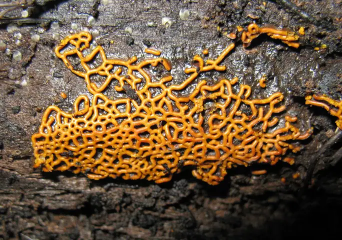 Zapletka czołgaczek (Hemitrichia serpula)