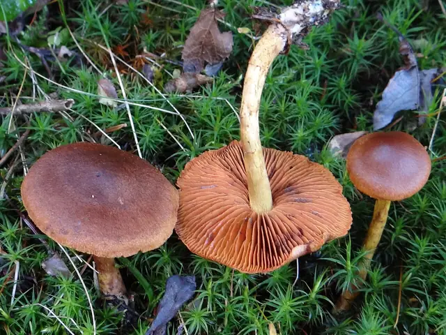 Zasłonak bagienny (Cortinarius uliginosus)
