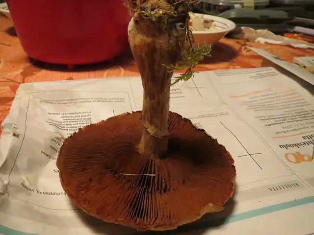 Cortinarius alborufescens