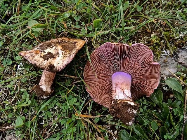 Zasłonak biskupi (Cortinarius dibaphus)