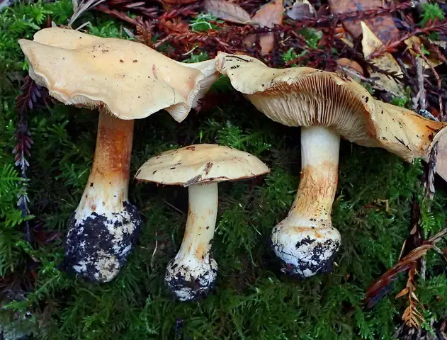 Zasłonak bladoochrowy (Cortinarius talus)