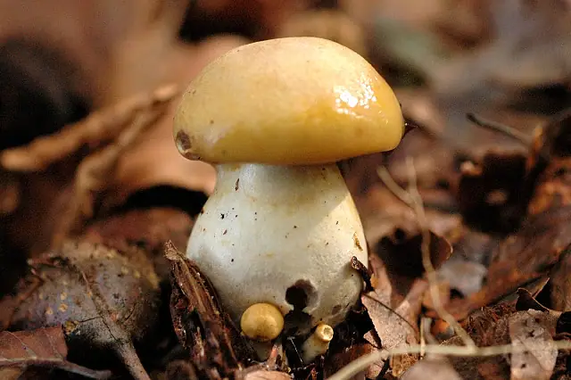 Zasłonak błękitnoblaszkowy (Cortinarius delibutus)