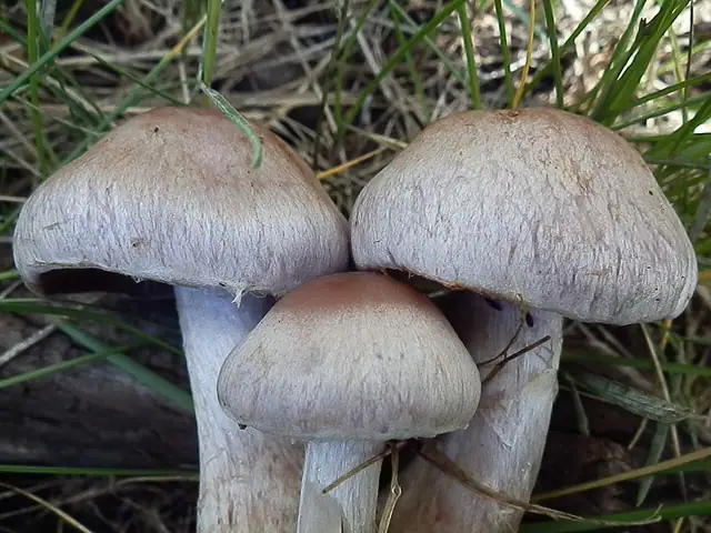 Zasłonak borowikowy (Cortinarius lucorum)