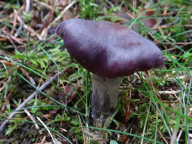 Zasłonak brązowordzawy (Cortinarius evernius)