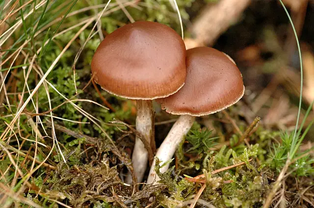 Zasłonak brunatny (Cortinarius brunneus)