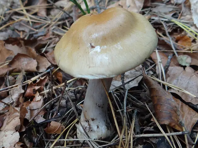 Zasłonak bukowy (Cortinarius amoenolens)