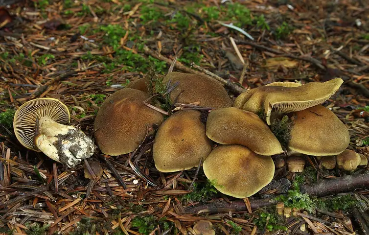 Zasłonak ciemny (Cortinarius melanotus)
