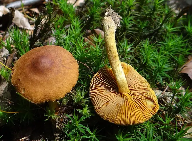 Zasłonak cynamonowożółty (Cortinarius cinnamomeoluteus)