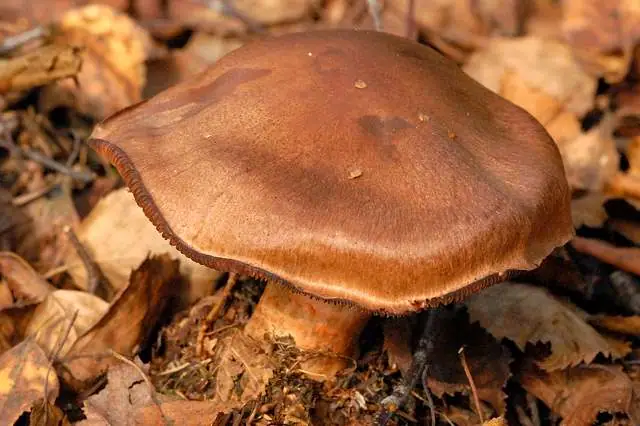 Zasłonak cynamonowy (Cortinarius cinnamomeus)
