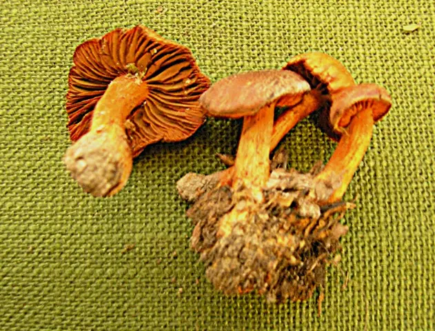 Zasłonak cynobrowy (Cortinarius cinnabarinus)