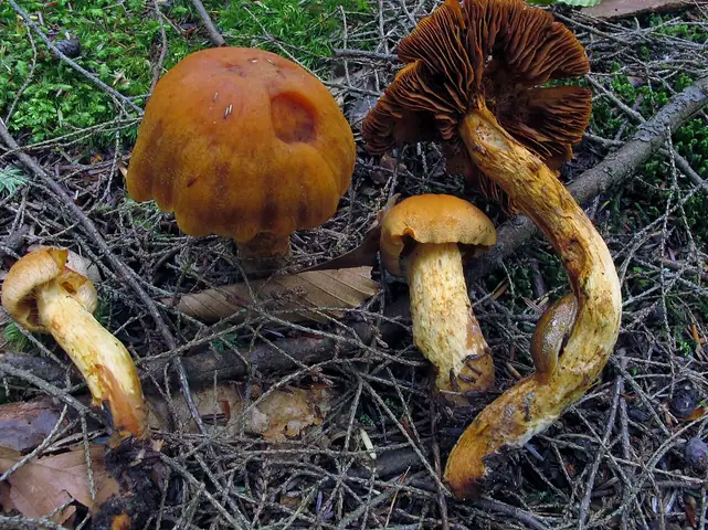 Zasłonak cytrynowożółty (Cortinarius limonius)