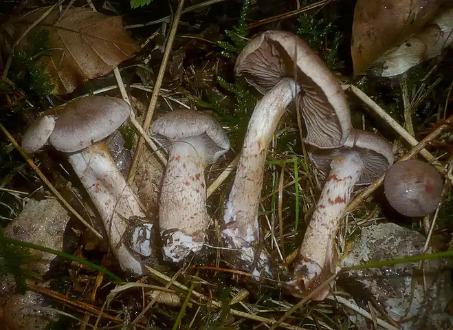 Zasłonak czerwonołuskowaty (Cortinarius spilomeus)