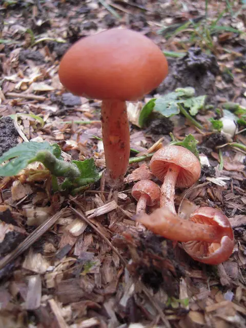Zasłonak damasceński (Cortinarius damascenus)