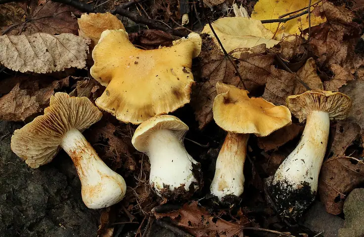 Zasłonak delikatny (Cortinarius gracilior)