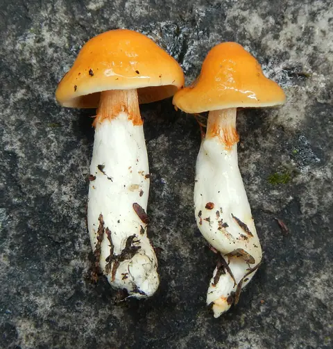 Zasłonak deszczowy (Cortinarius pluvius)