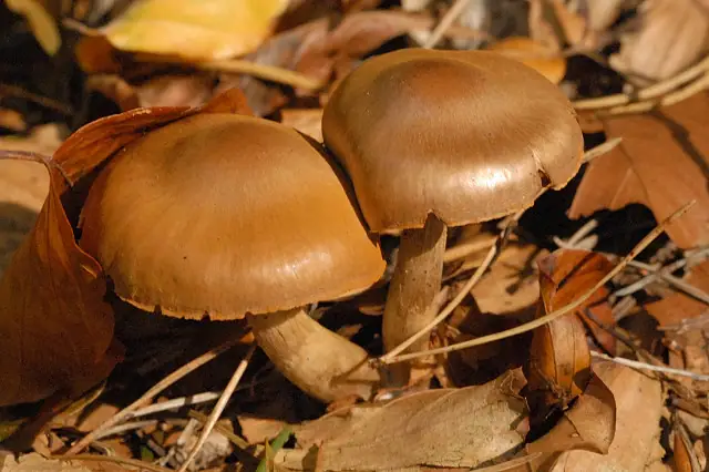 Zasłonak dwukolorowy (Cortinarius cagei)