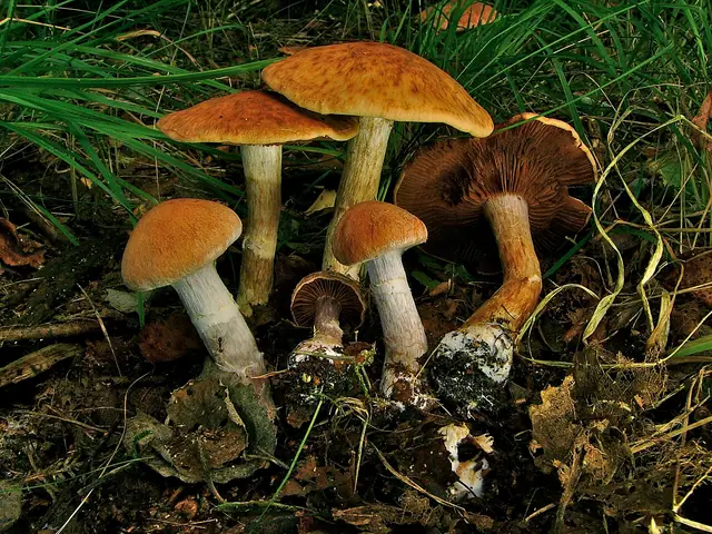 Zasłonak dwuosłonowy (Cortinarius bivelus)