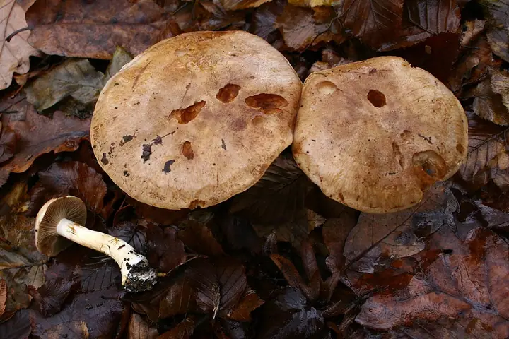 Zasłonak fioletowobrzegi (Cortinarius balteatus)
