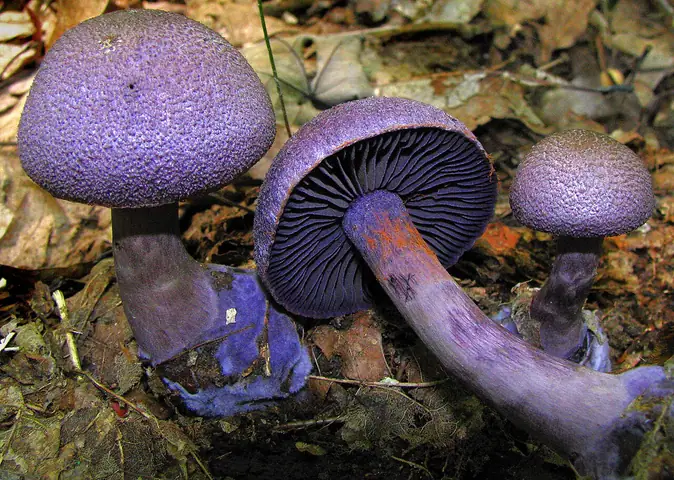 Zasłonak fioletowy (Cortinarius violaceus)