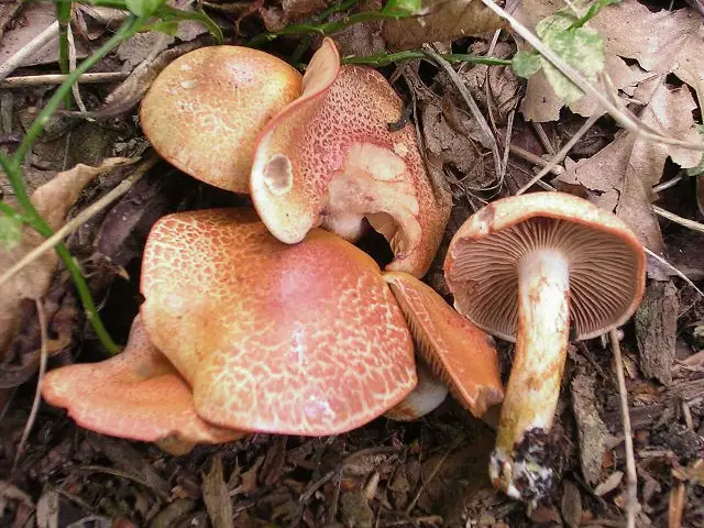 Zasłonak glinkowaty (Cortinarius bolaris)
