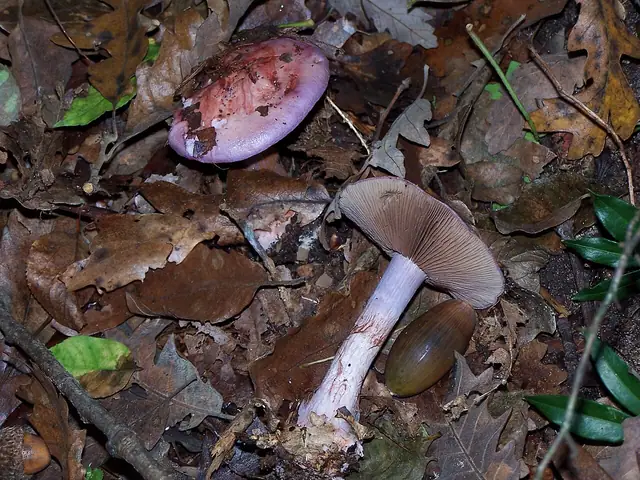 Zasłonak gniadofioletowy (Cortinarius rufo-olivaceus)