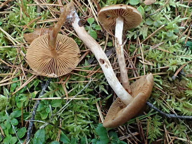 Zasłonak gniady (Cortinarius fulvescens)
