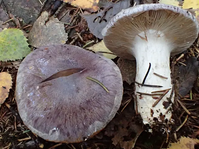 Zasłonak gołąbkowy (Cortinarius cumatilis)