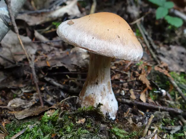 Zasłonak grubonogi (Cortinarius bovinus)
